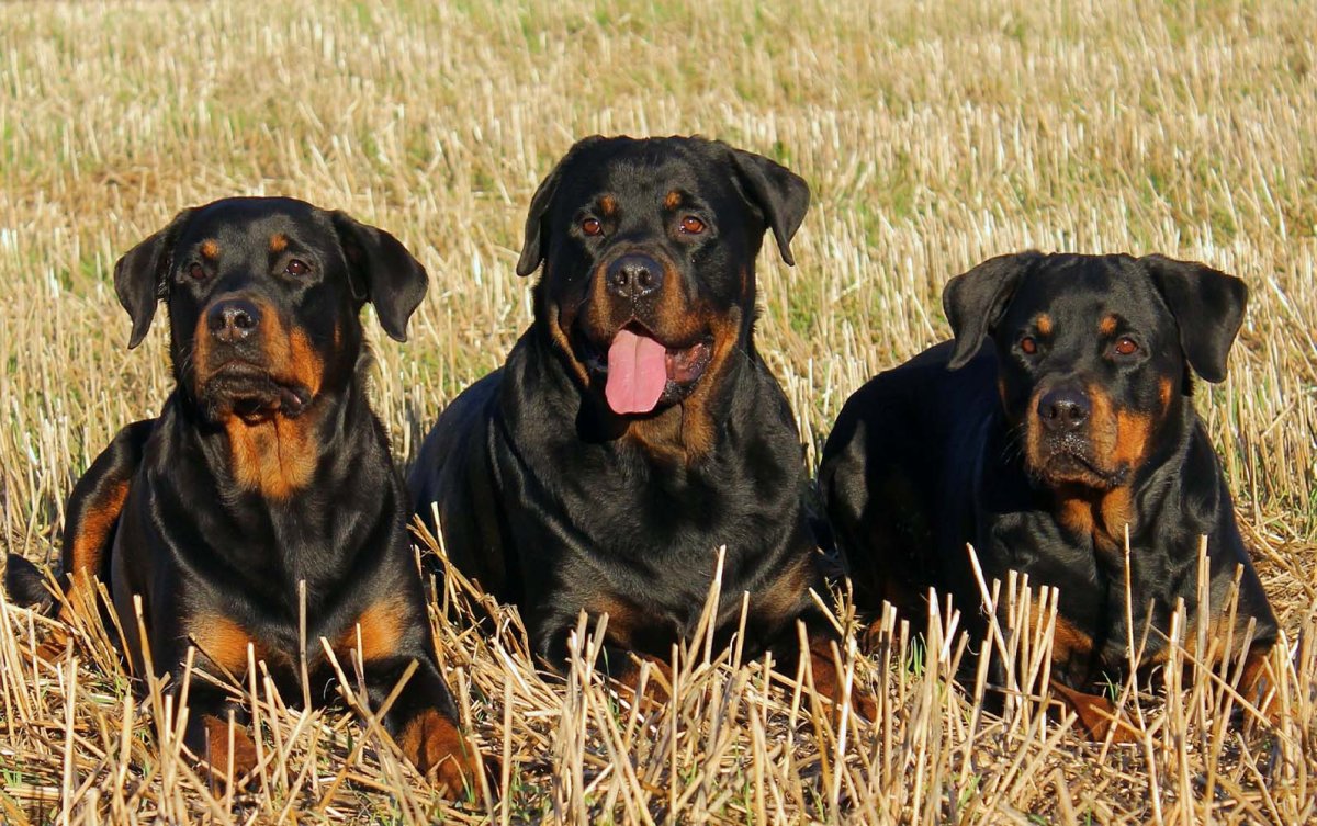 Ротвейлер цвета