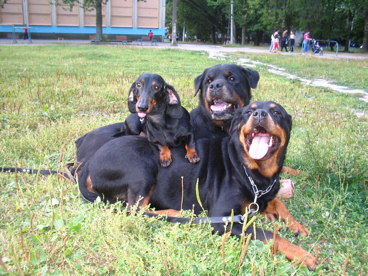 Ротвейлер и такса