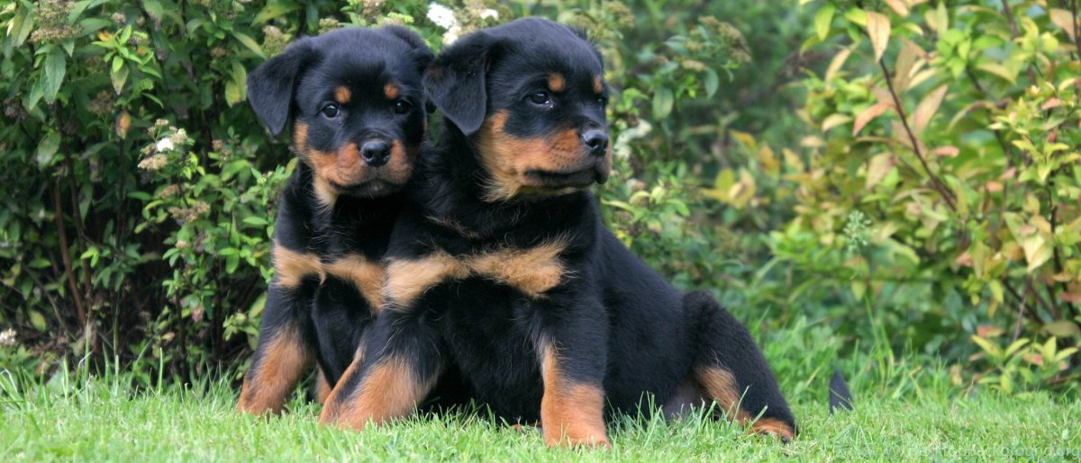 Ротвейлер мальчик и девочка