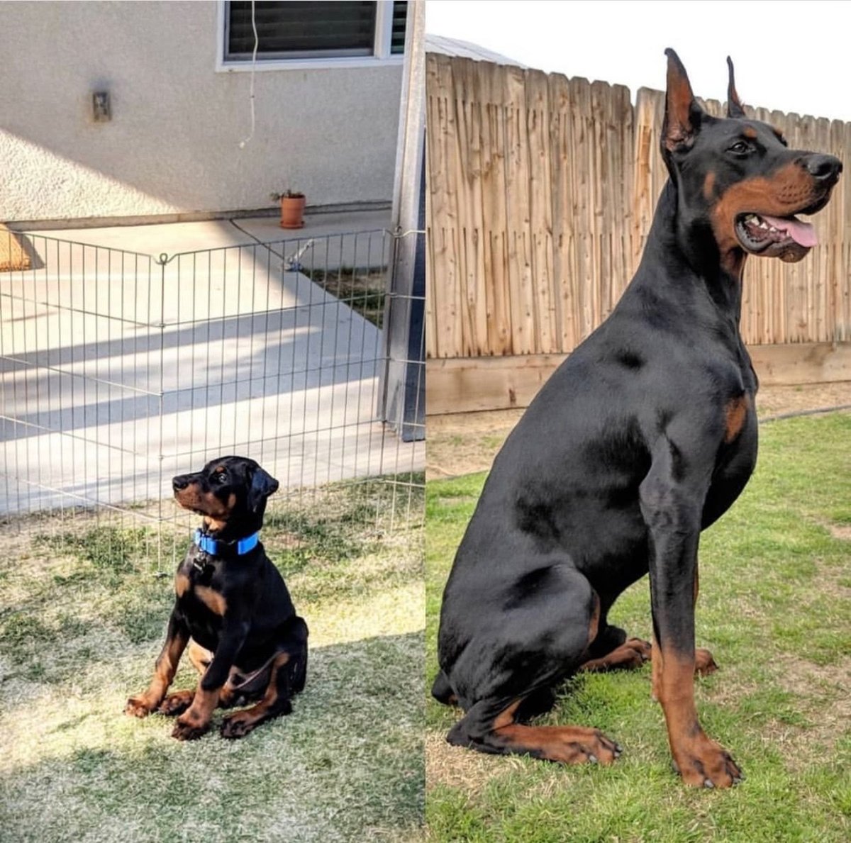 Доберман пинчер и ротвейлер