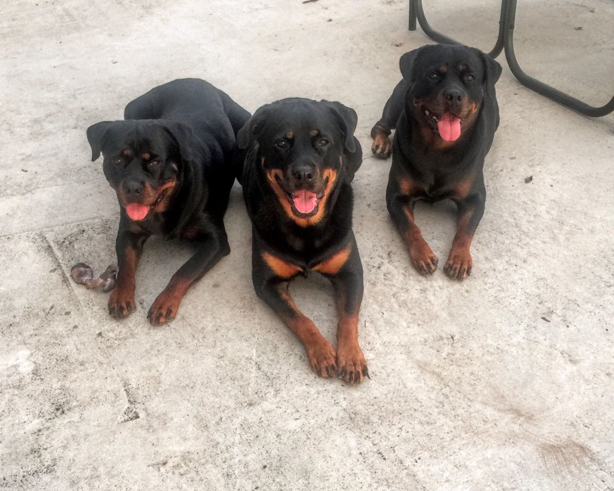 Доберман пинчер и ротвейлер
