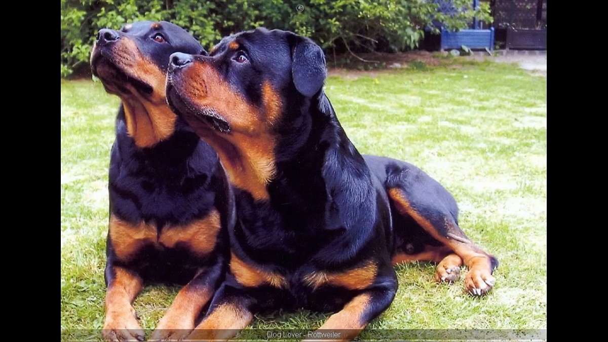 Блондинка с ротвейлером