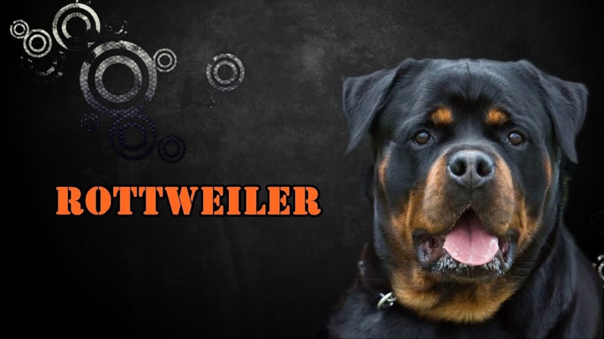 Ротвейлер на экраны