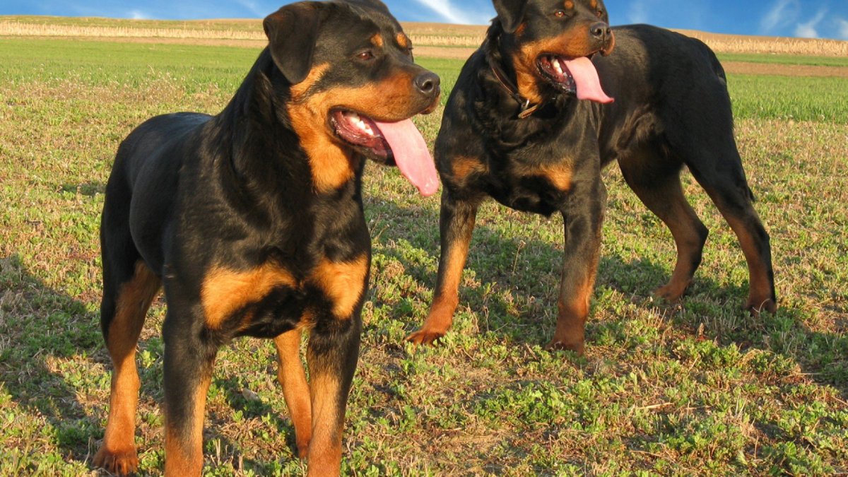 Ротвейлер 1920 1080