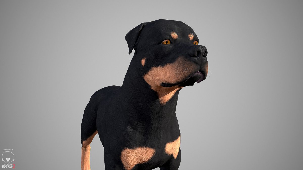 Аниме ротвейлер