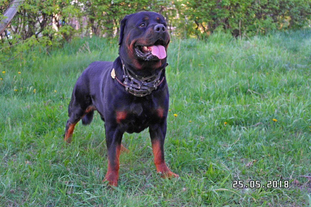 Ротвейлер кобель для вязки Крымский район