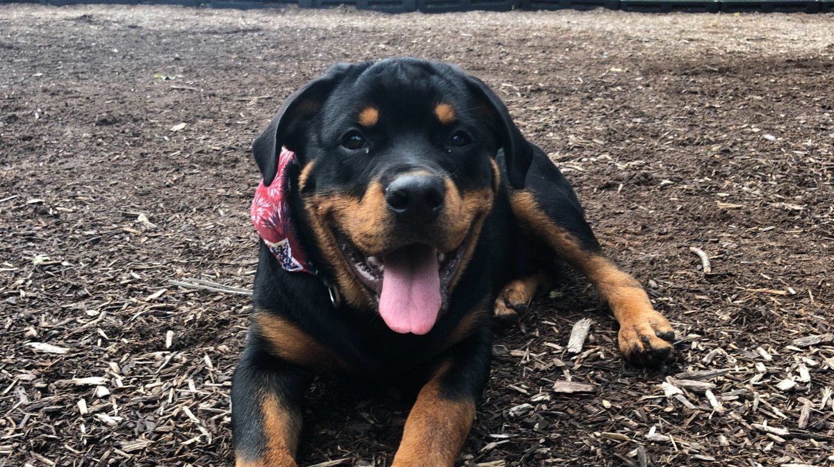 Ротвейлер 80 кг