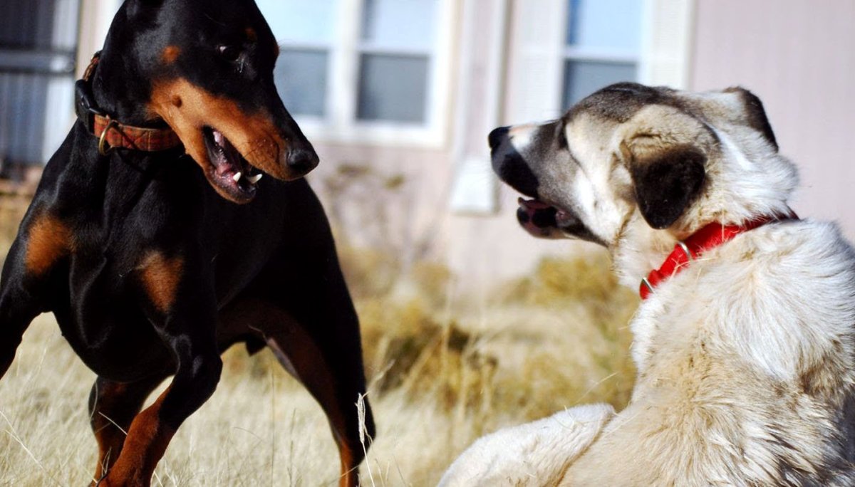 Алабай и Доберман