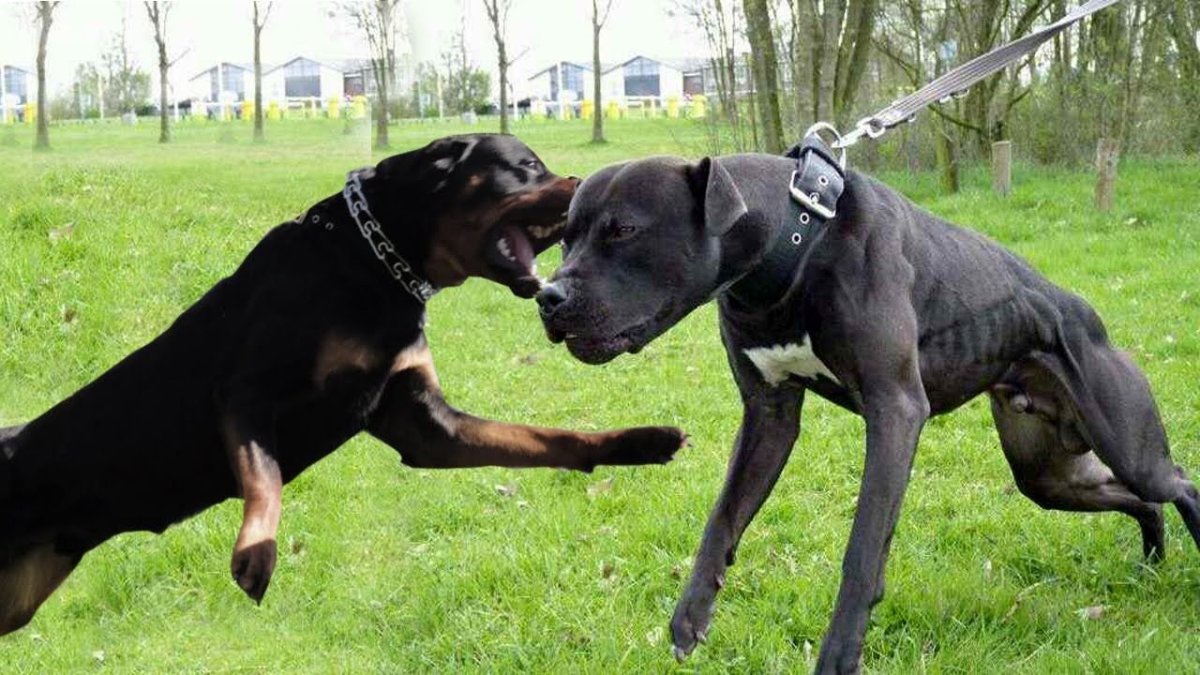 Питбуль ротвейлер Доберман