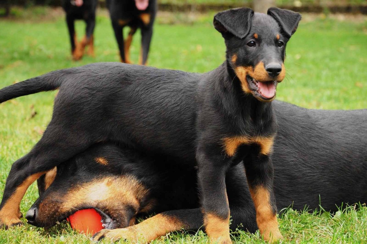Французская овчарка Босерон