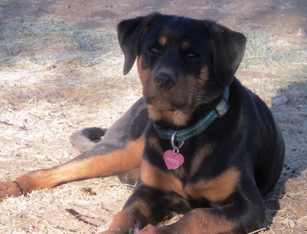 Смесь ротвейлера и ризеншнауцера