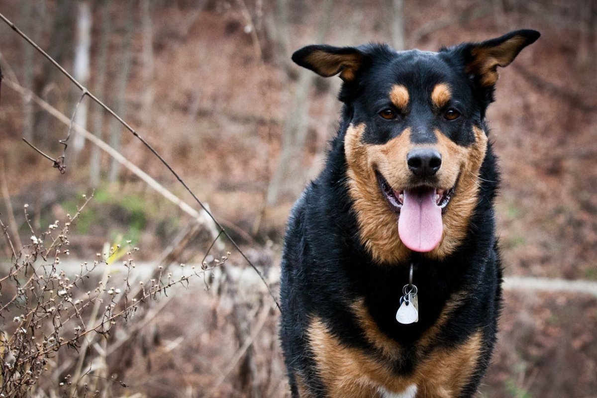 Порода Малховер