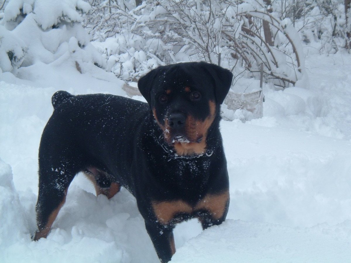 Ротвейлер в снегу