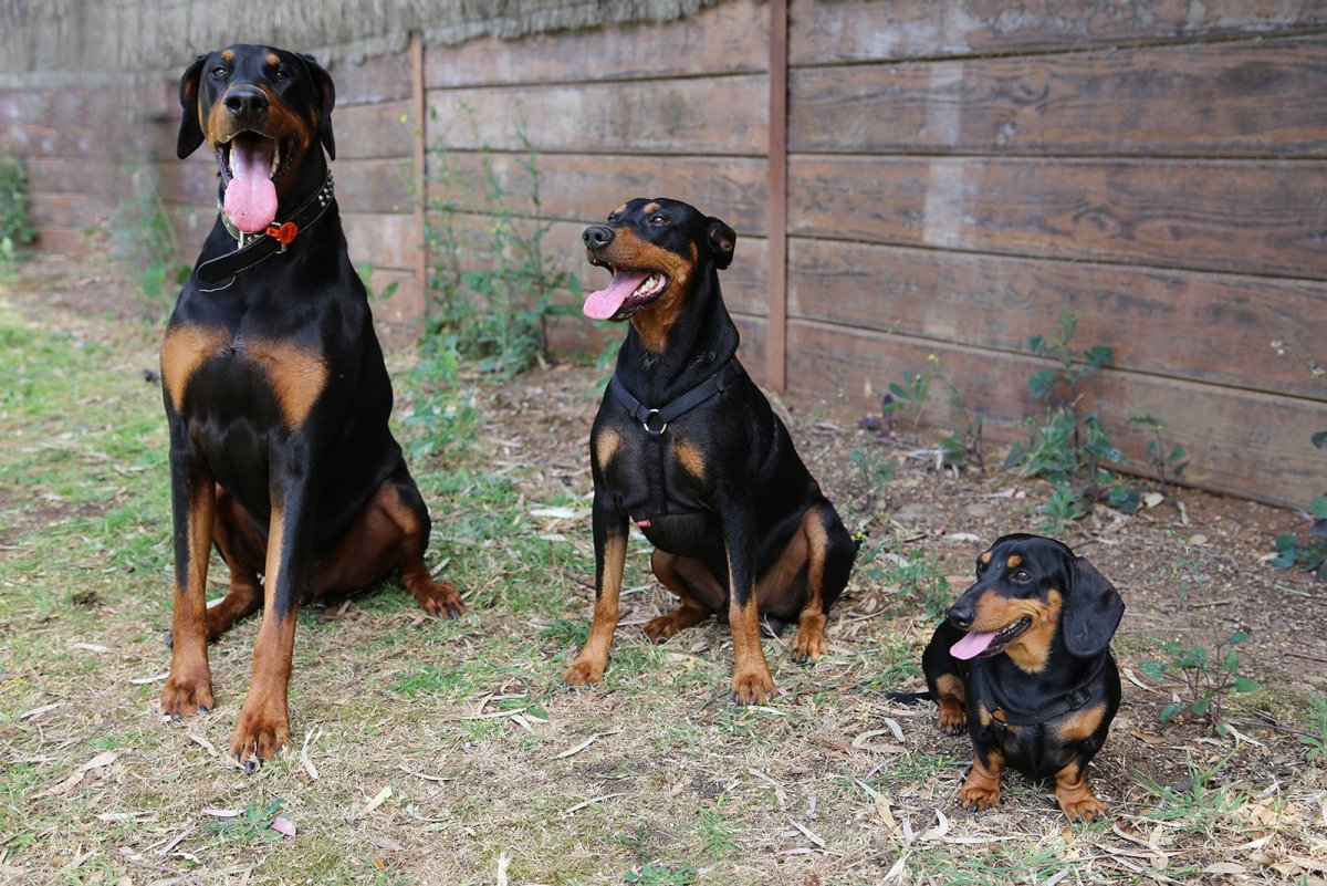 Доберман такса ротвейлер