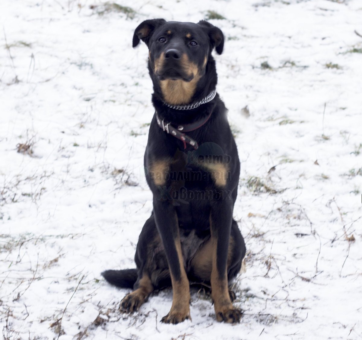 Метис добермана и ротвейлера