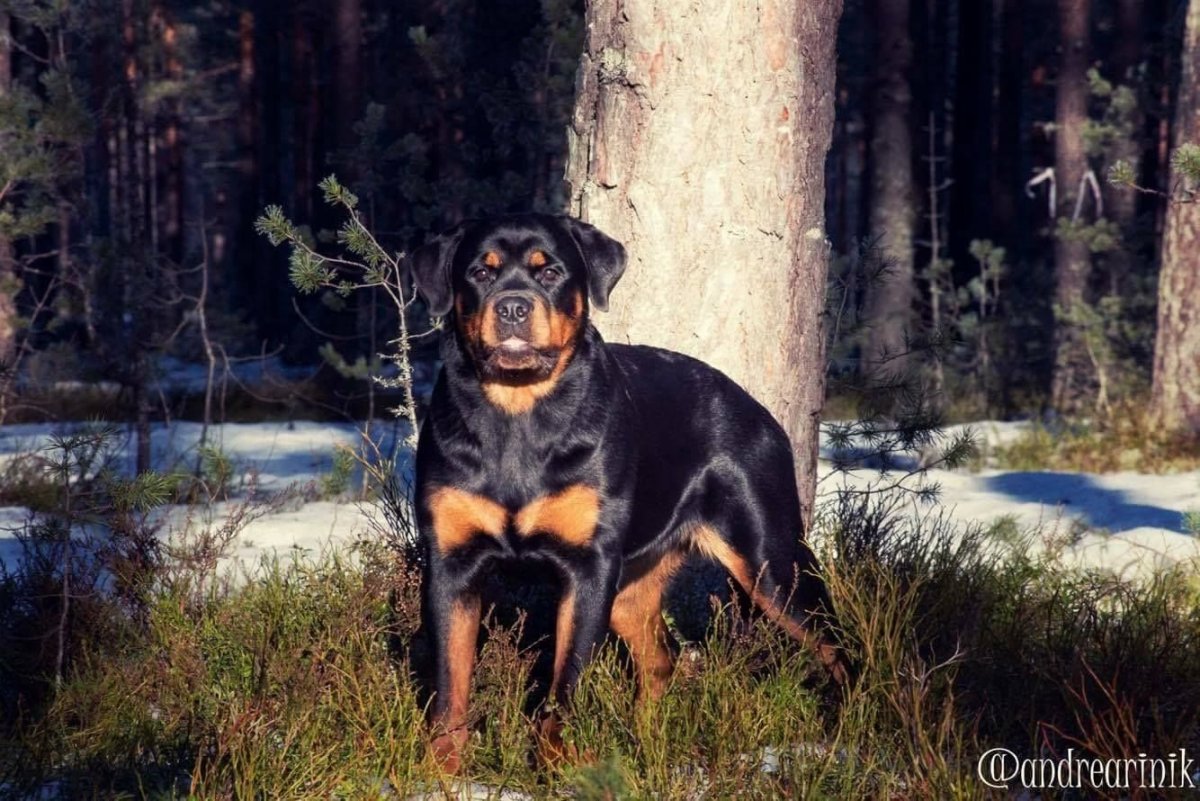 Помесь ротвейлера и добермана
