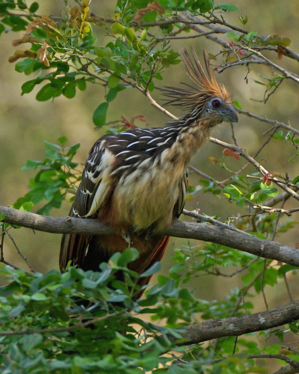 Гоацин птица