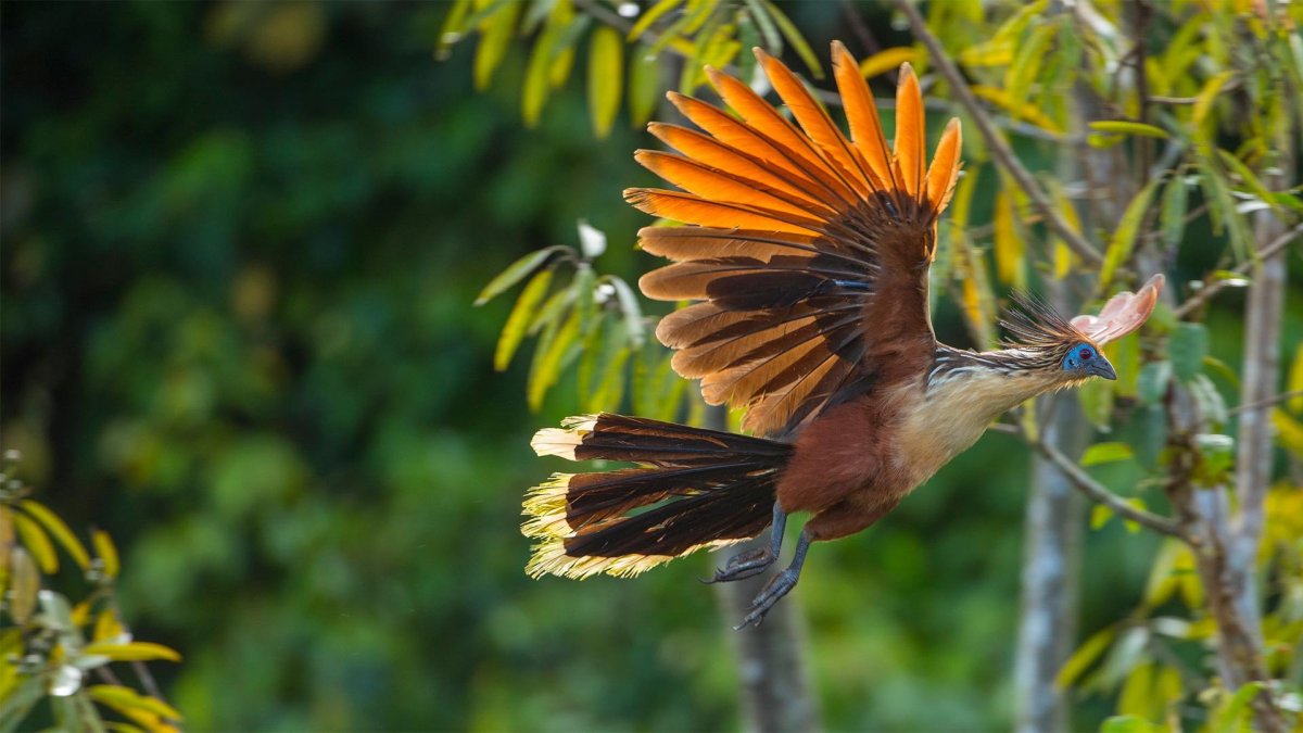 Гвиана гоацин - Национальная птица Гайаны