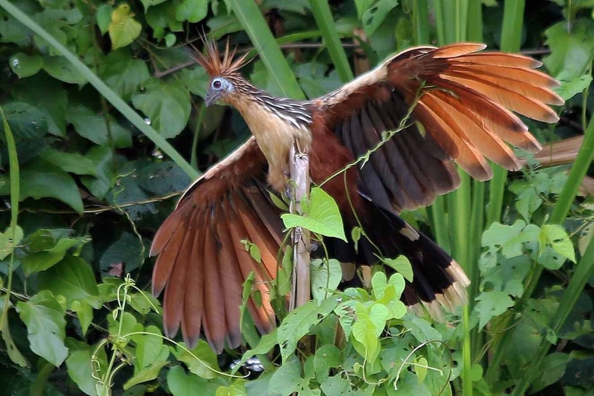 Гоацин крыло
