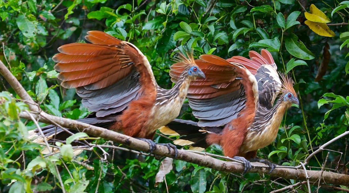 Южная Америка птица гоацин птенцы