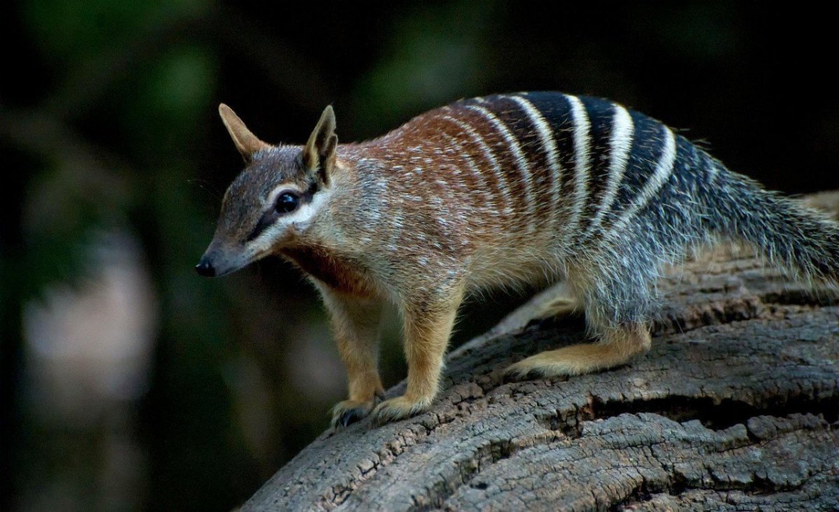 Южноамериканский гоацин