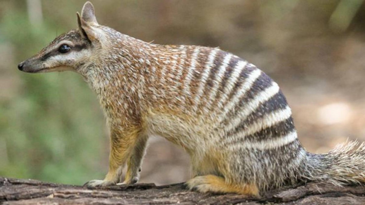 Сумчатый муравьед