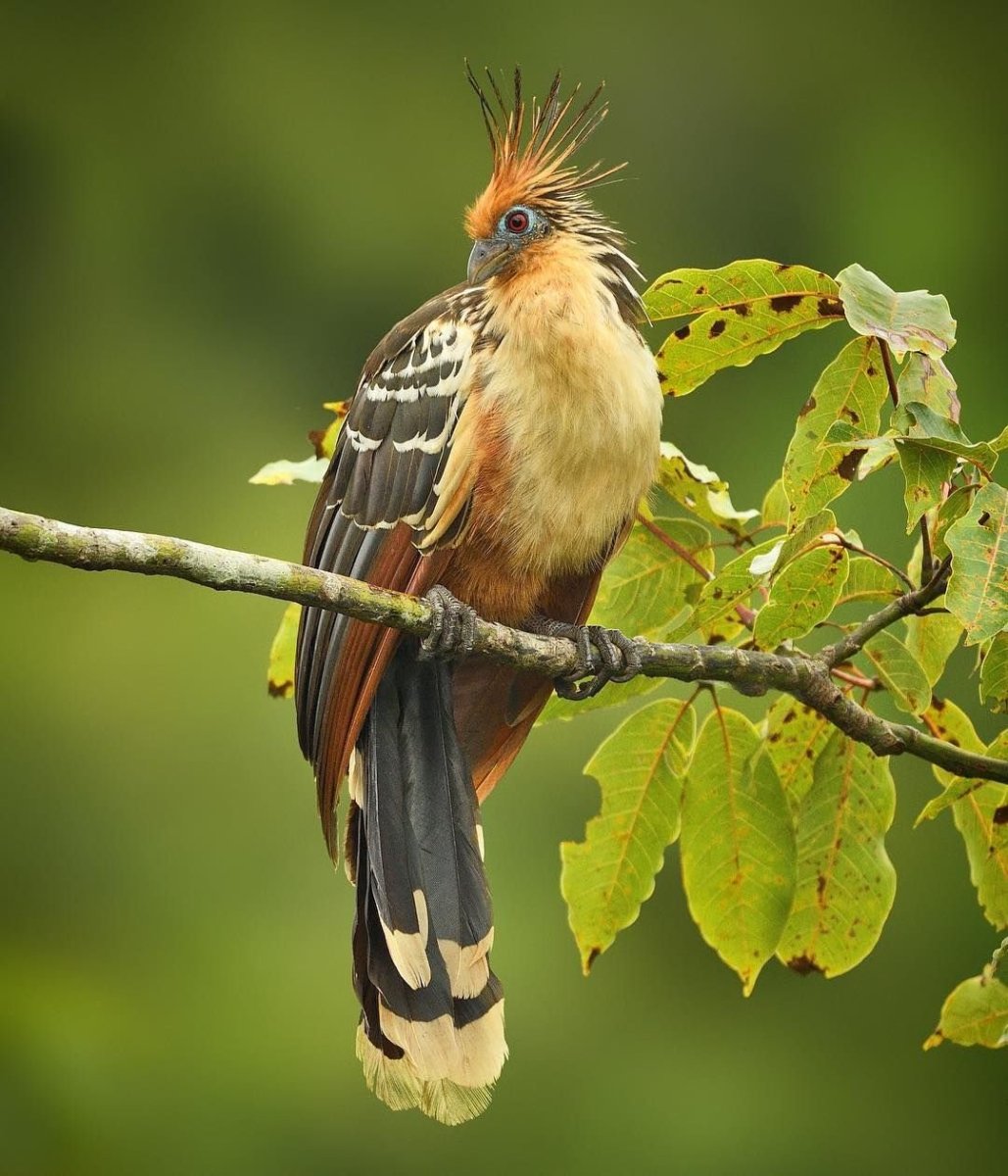 Бронзовая сумчатая куница