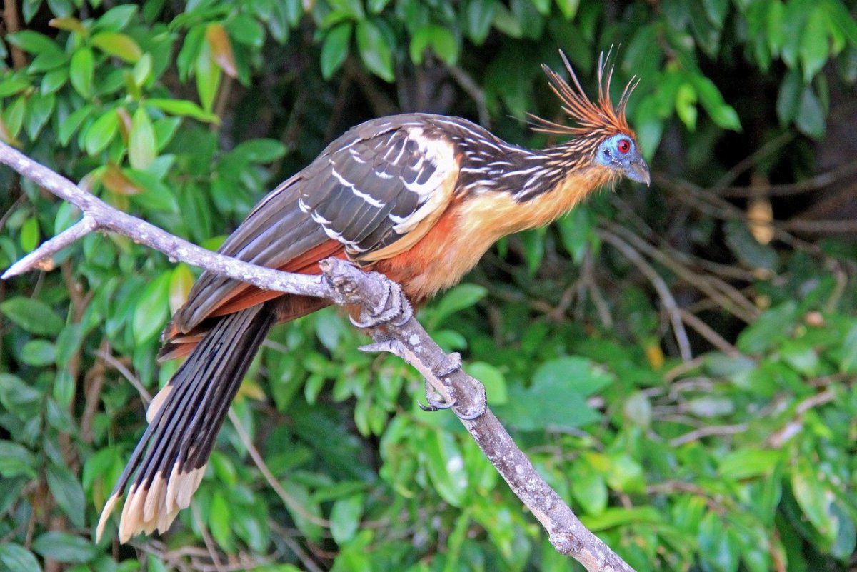 Гоацин птенец когти