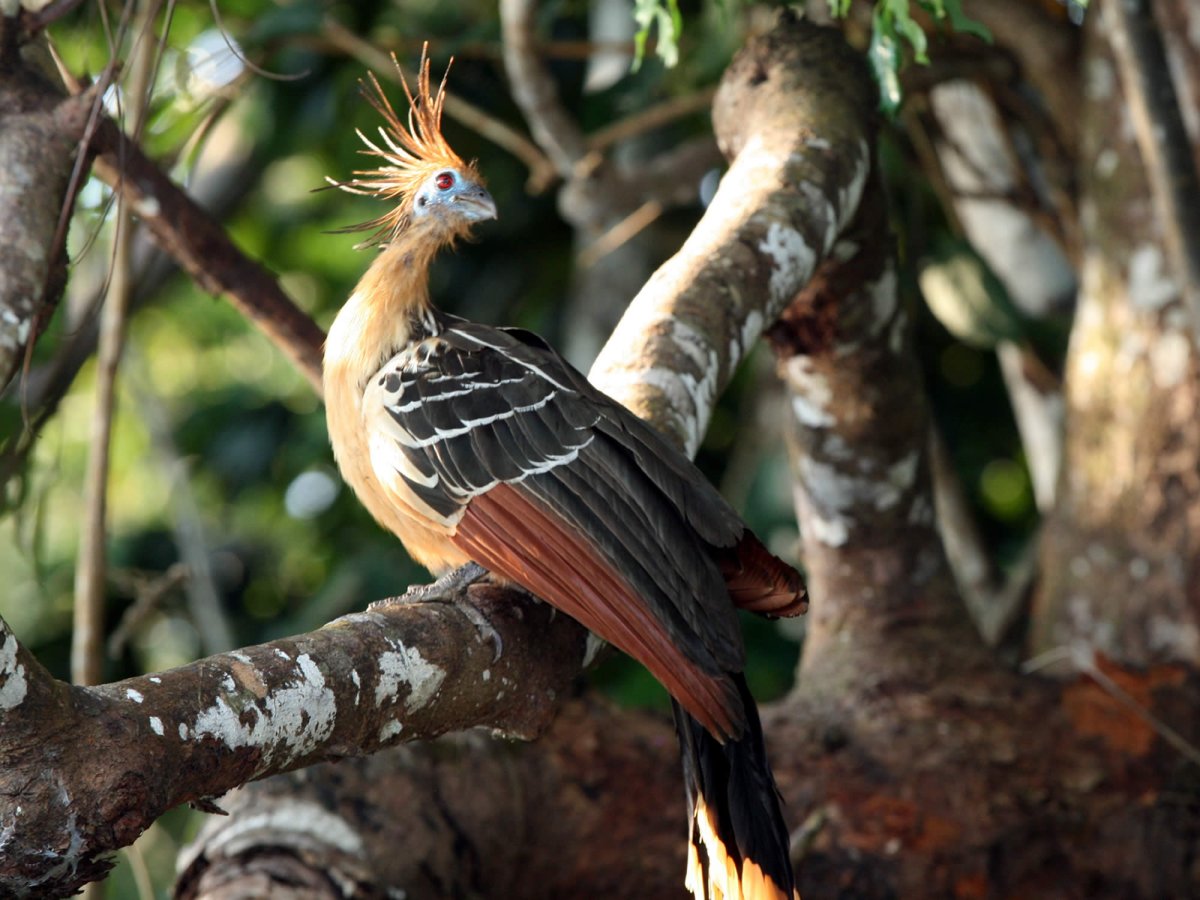 Гоацин птенец