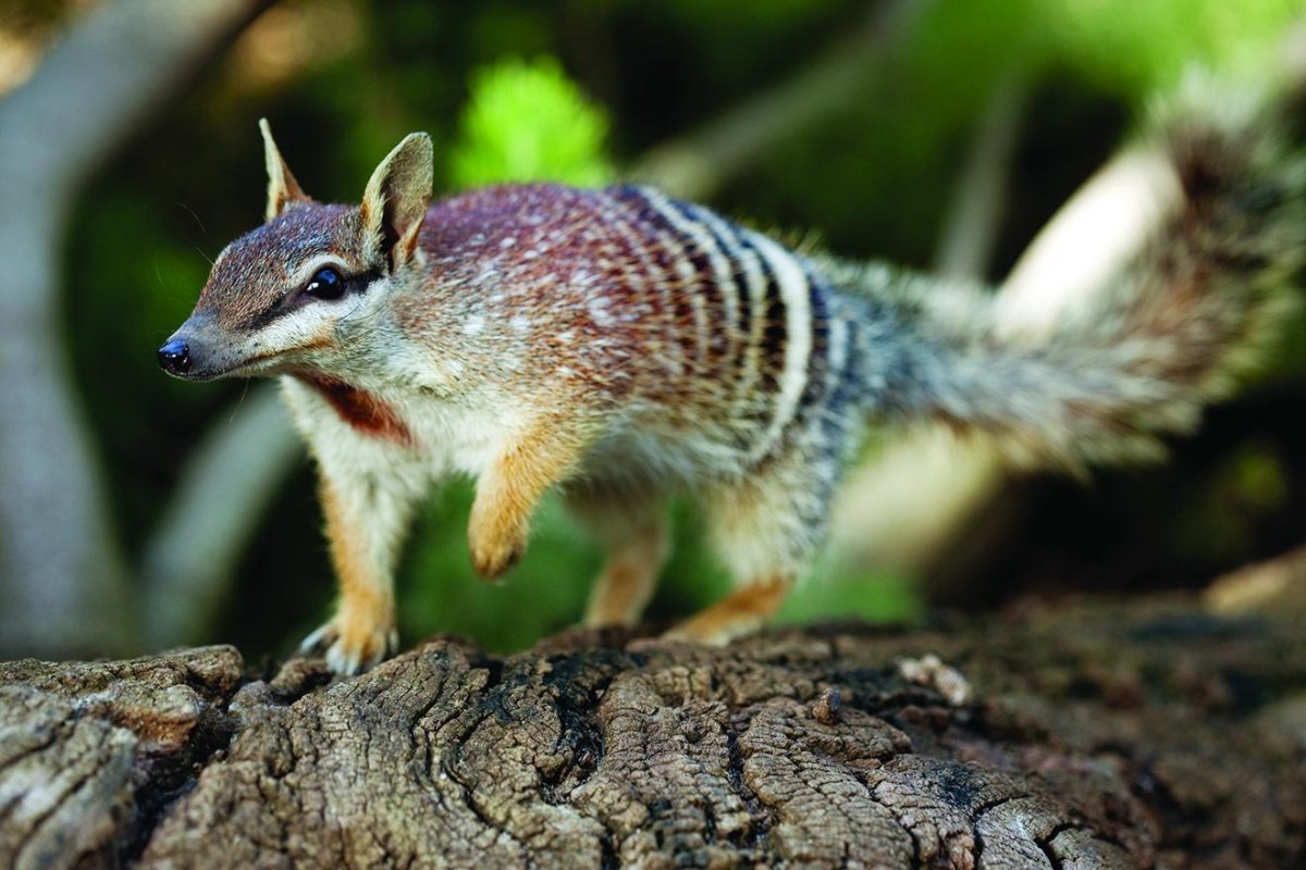 Сумчатый муравьед малыш