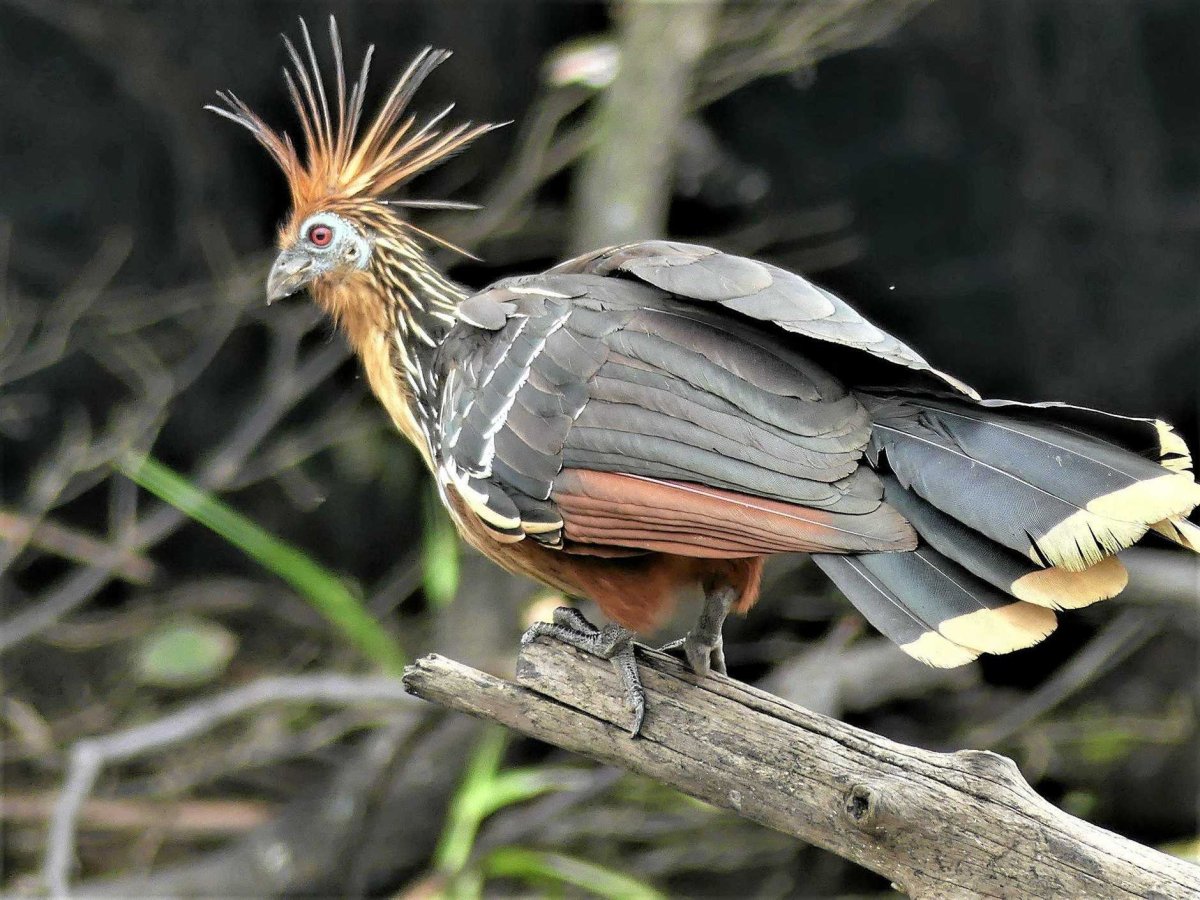 Гоацин редкая птица