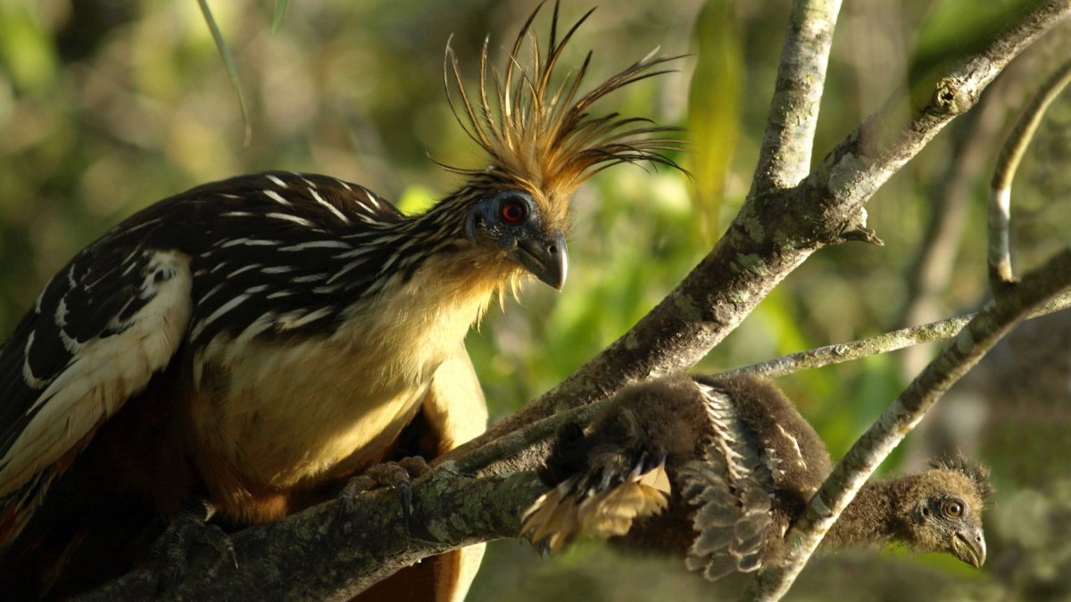 Гоацин птенец