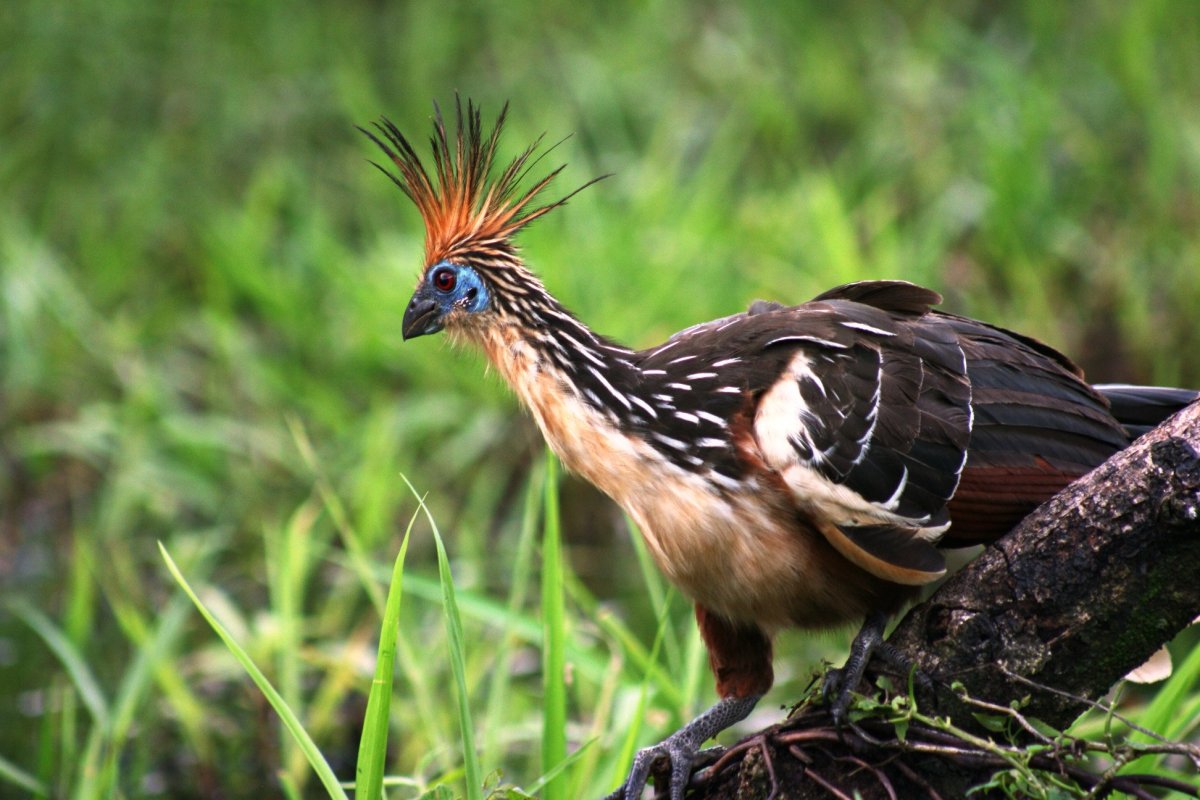 Южноамериканский гоацин