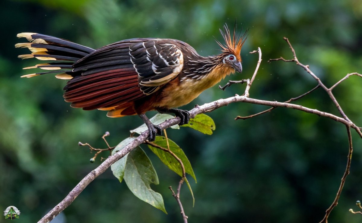 Сельва гоацин