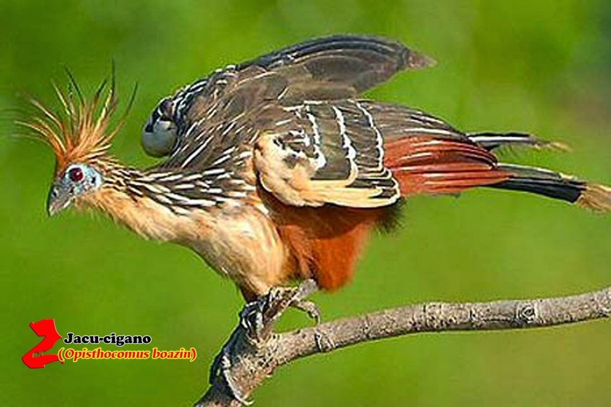 Пикапаре птица