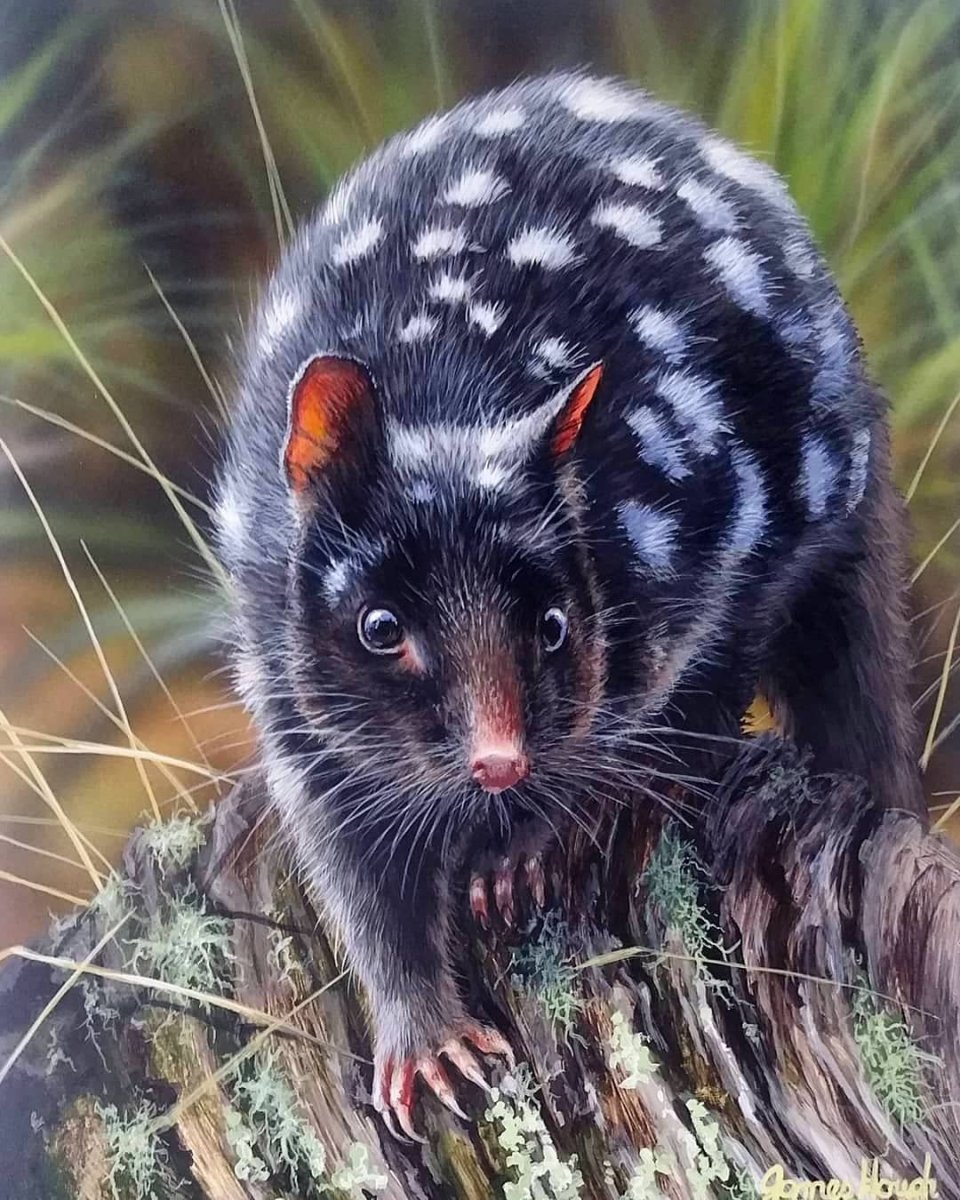 Крапчатая сумчатая куница кволл