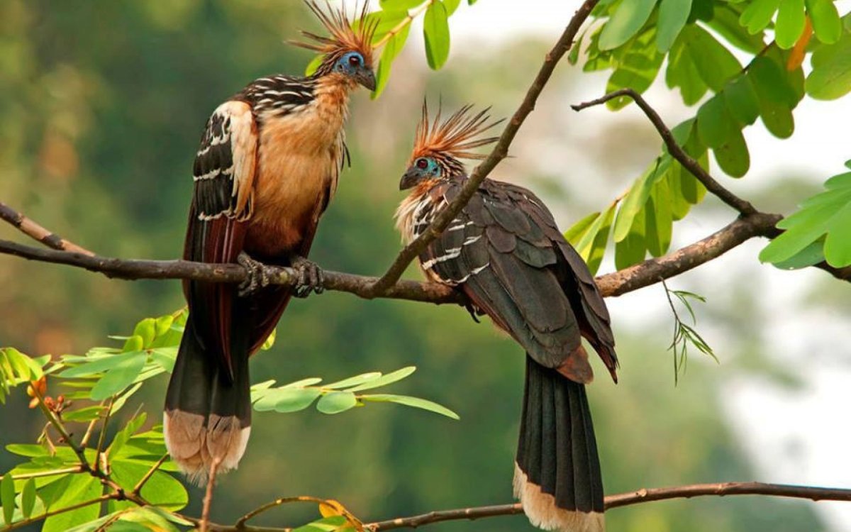 Гоацин птица с когтями