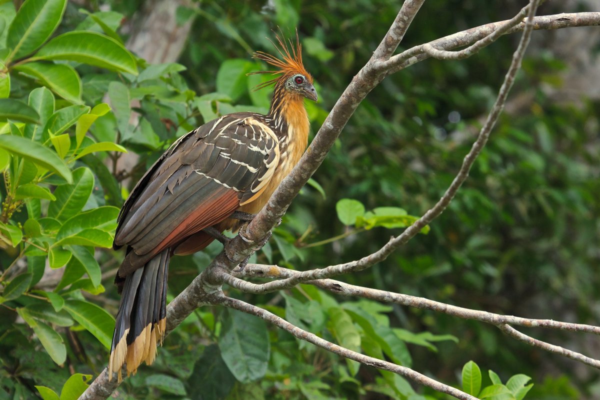 Гвиана гоацин - Национальная птица Гайаны