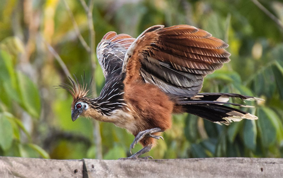 Гоацин птенец когти