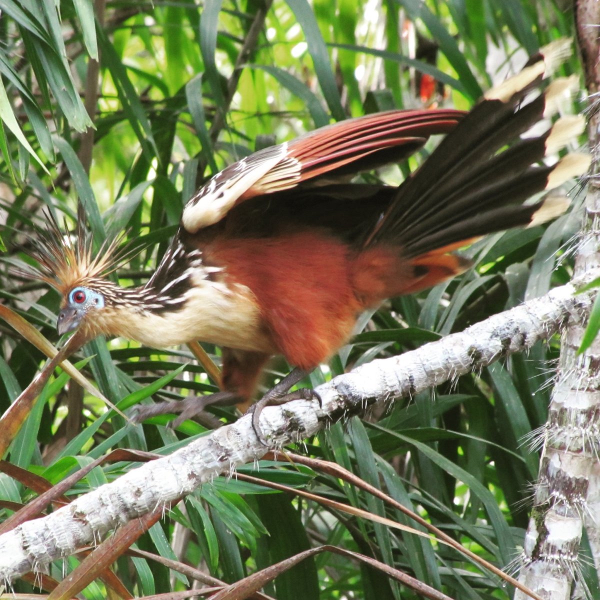 Лирохвост в Австралии