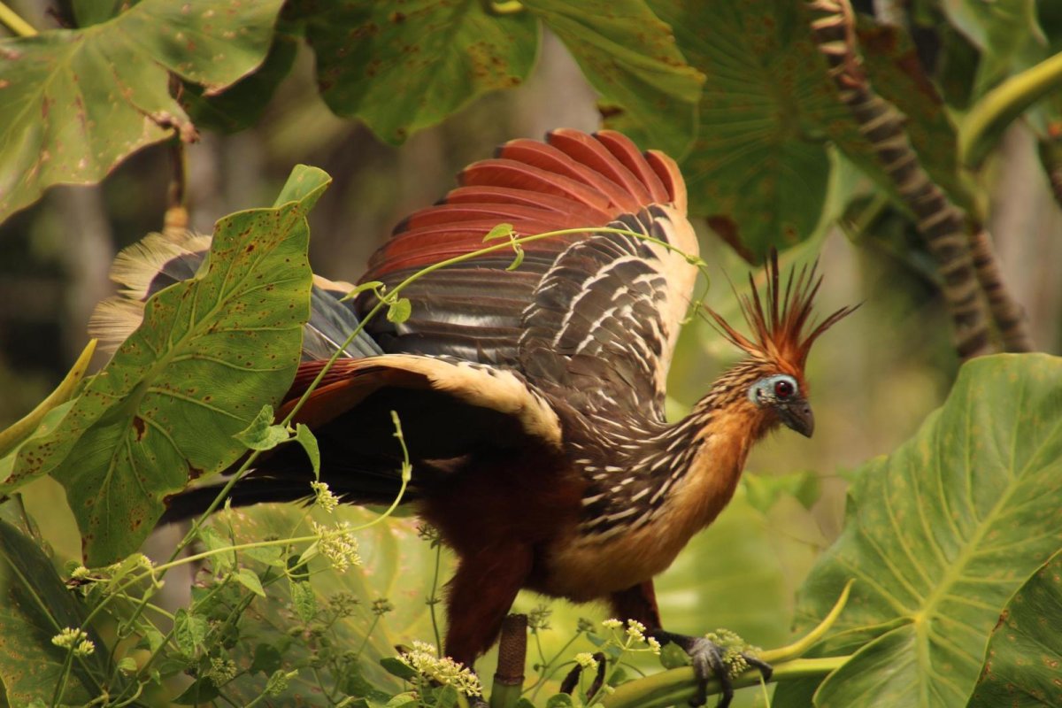 Гоацин пищеварение