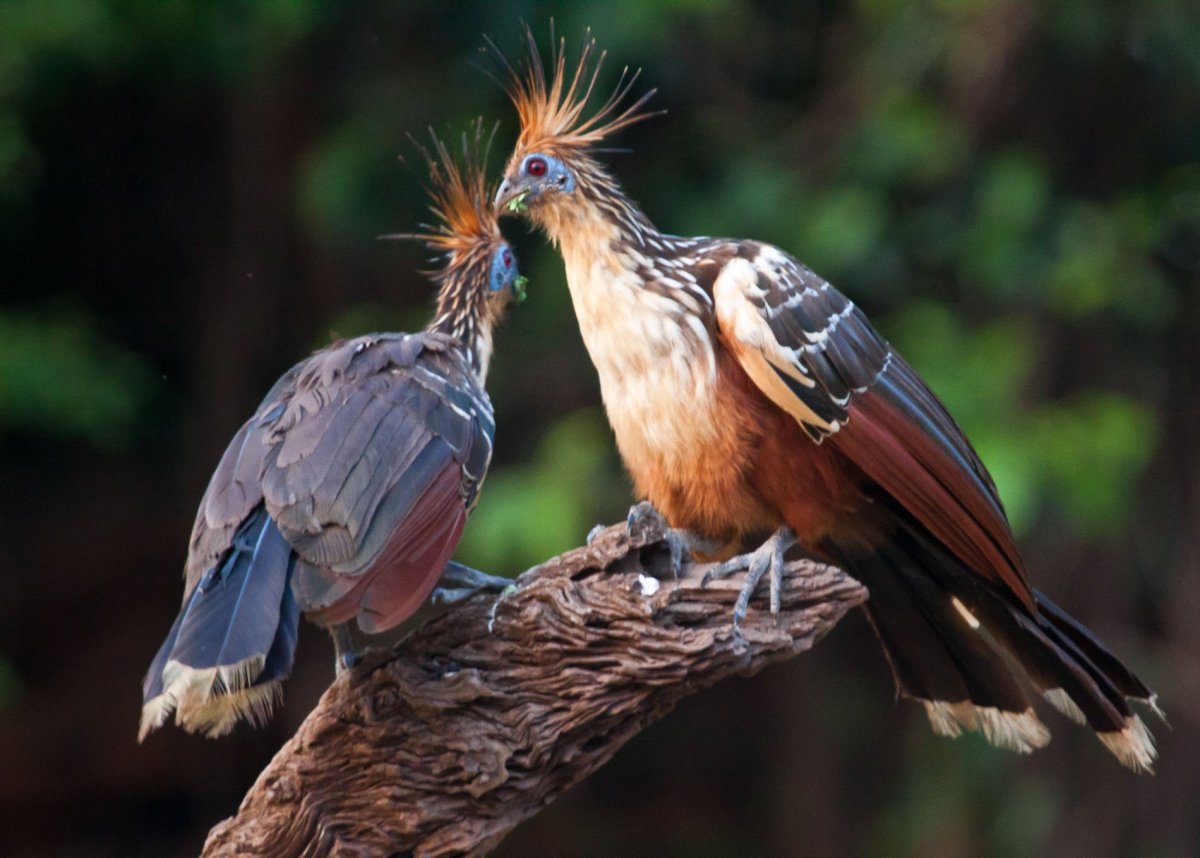Пикапаре птица