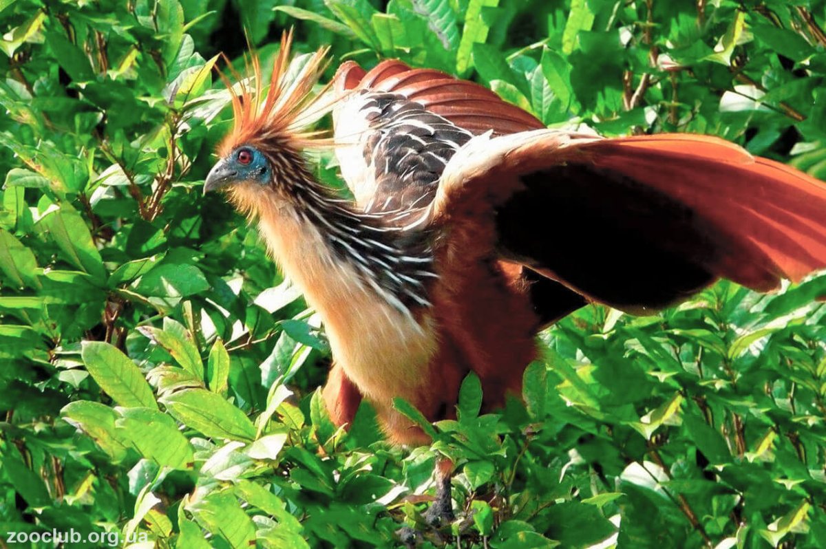 Гоацин динозавр