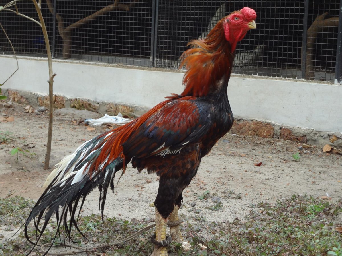 Королевский Азиль