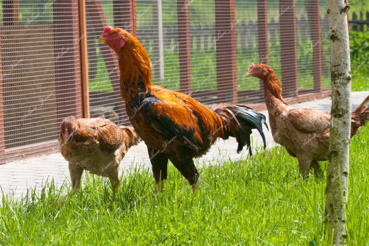 Малайская Бойцовая порода петухов