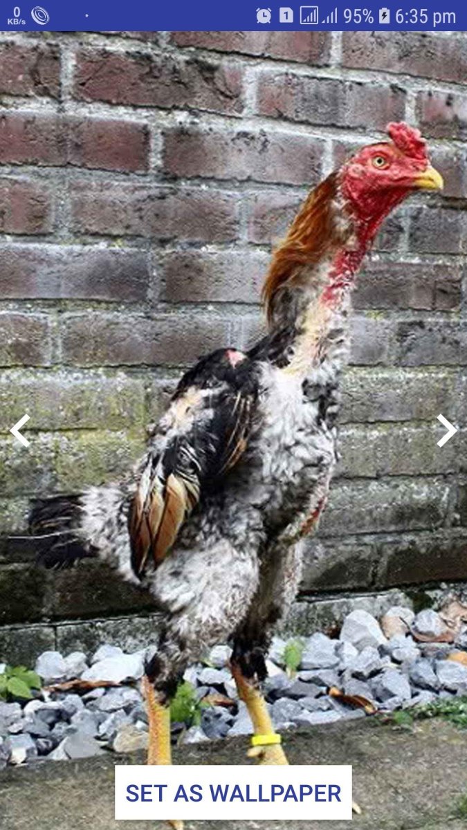 Малайские бойцовые куры