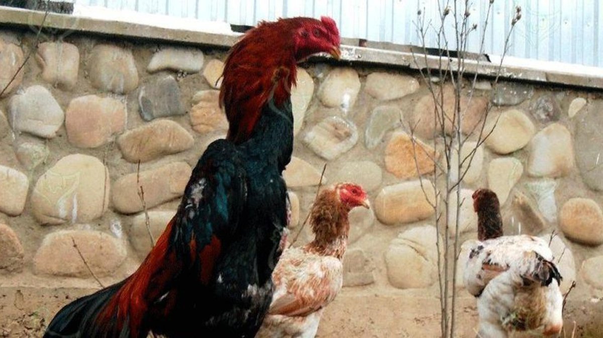 Петушиные бои Сальвадор