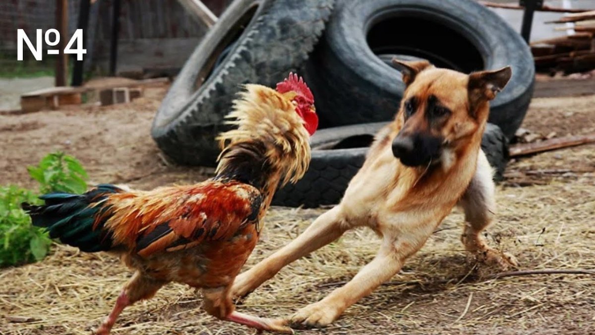 Дакан Азиль