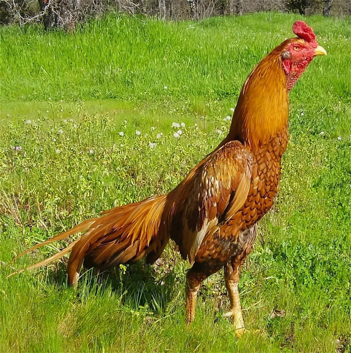 Дакан Азиль