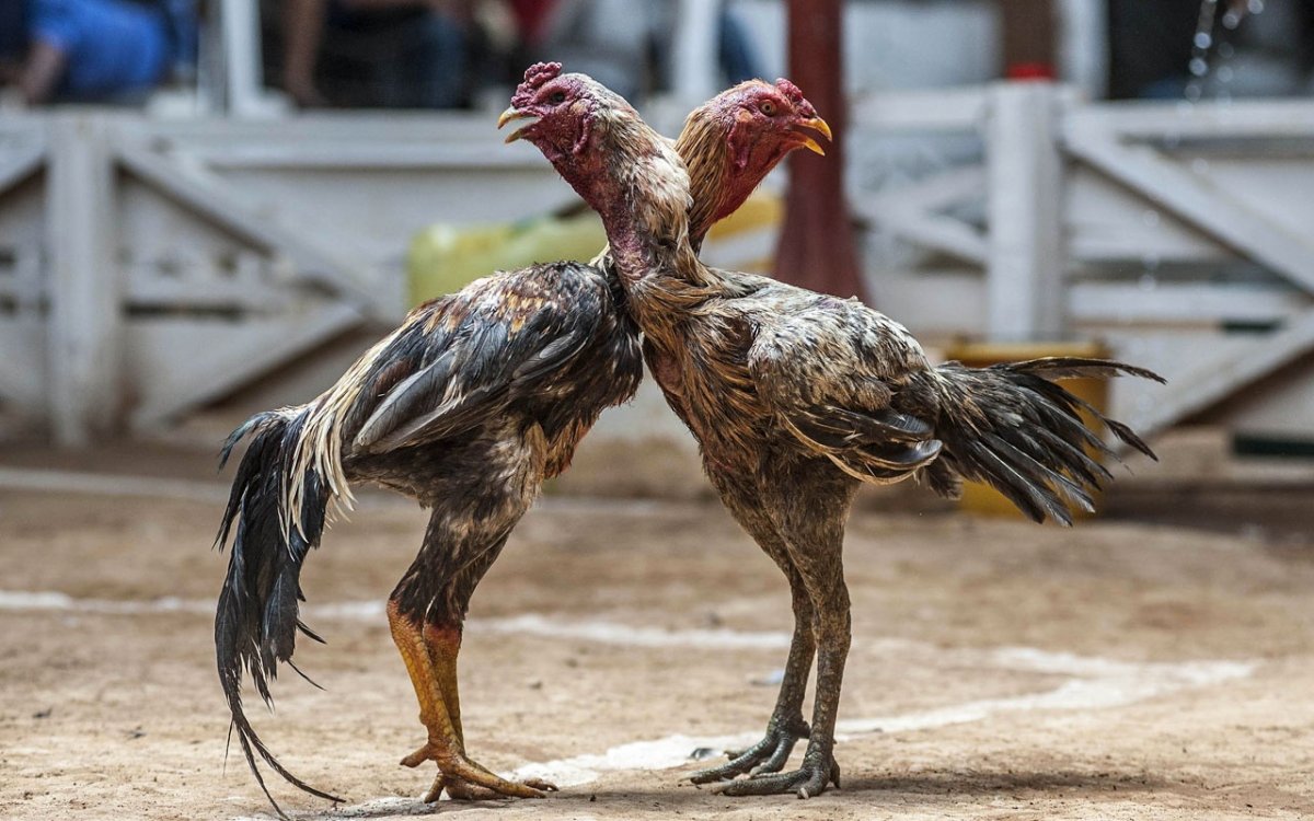 Боевой петух
